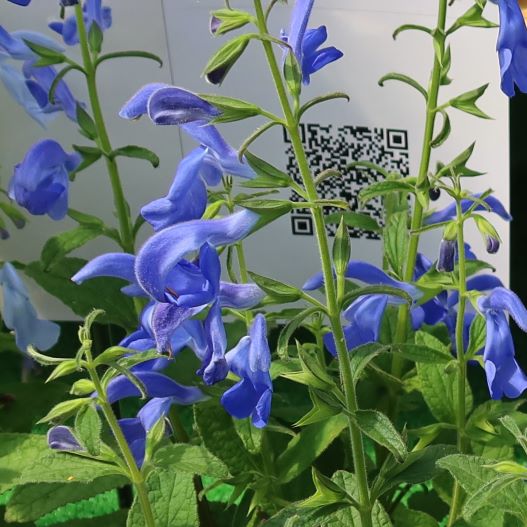 サルビア パテンス　パティオ 