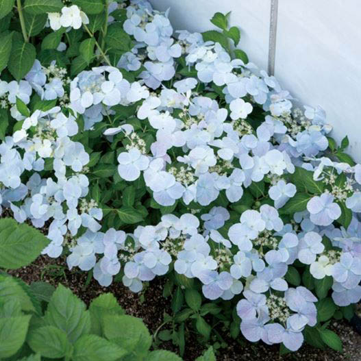 ハイドランジア　フレンチボレロ 