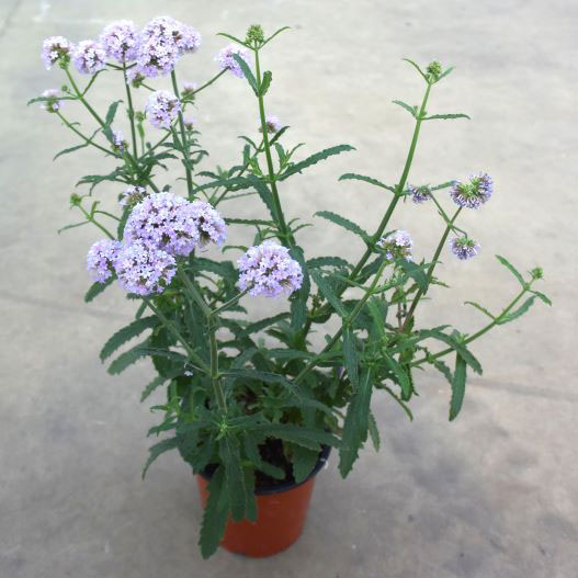 バーベナ　メテオールシャワー 