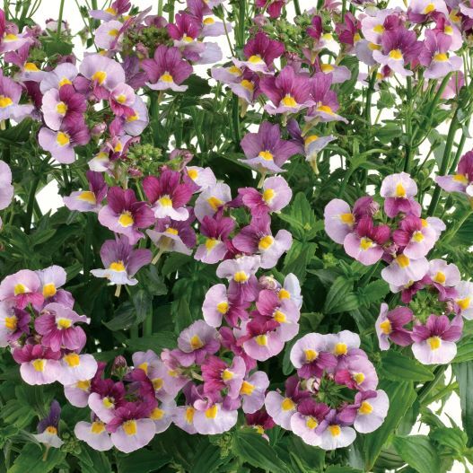 ネメシア　ネシア 