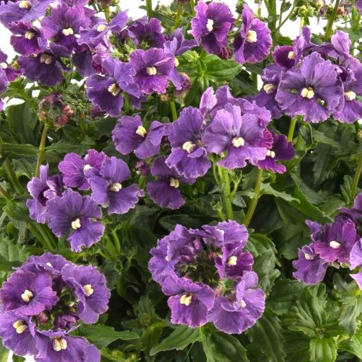 ネメシア　ネシア 