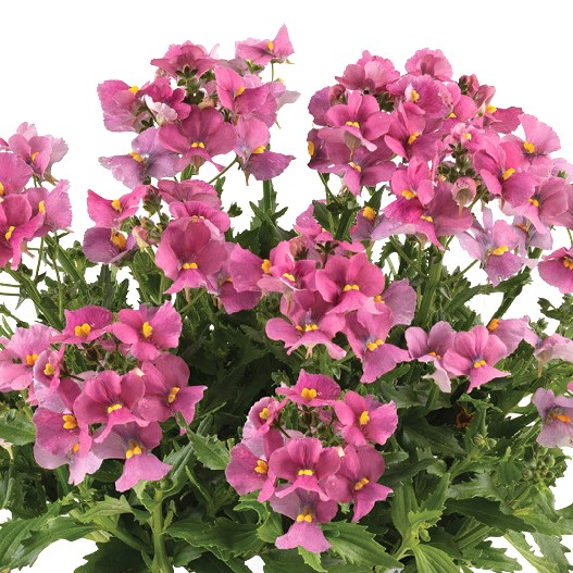 ネメシア　ネシア 