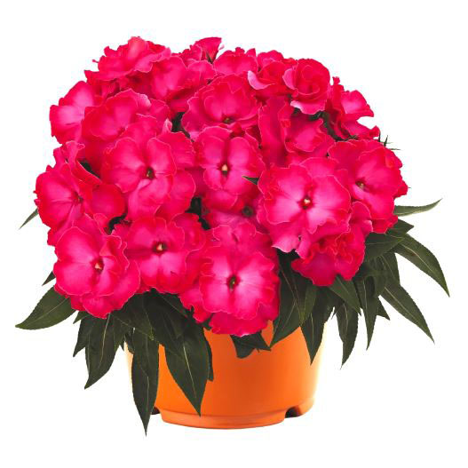 ニューギニアインパチェンス　ラッフル 