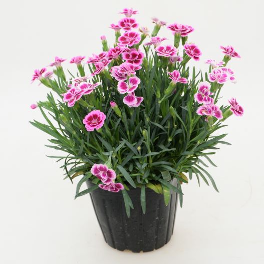 ダイアンサス　ピンクキッス 