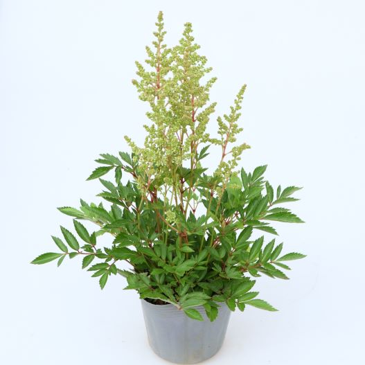 アスチルベ　アスタリー 