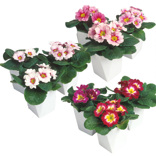 プリムラ ジュリアン　ポニー 