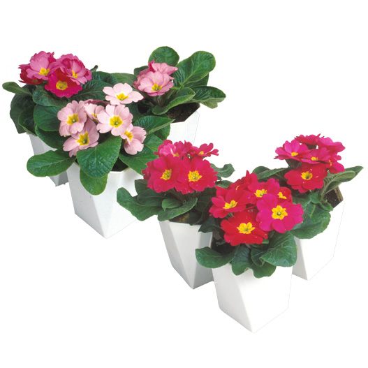 プリムラ ジュリアン　ポニー 