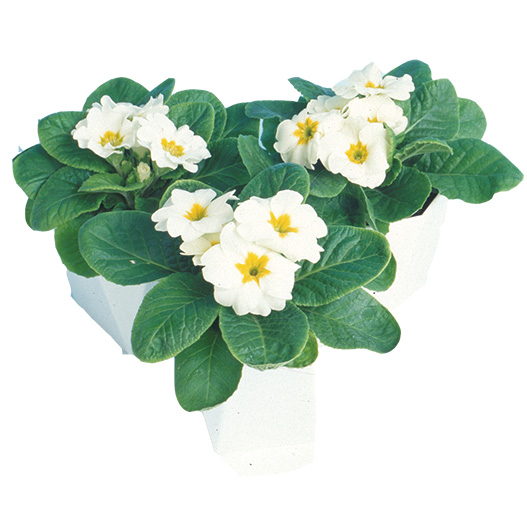 プリムラ ジュリアン　ポニー 