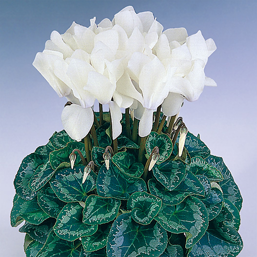 シクラメン F1　ハリオス 