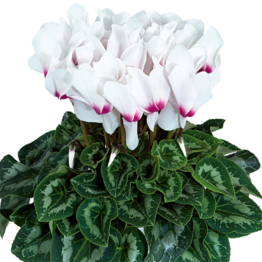 シクラメン F1　ハリオス 