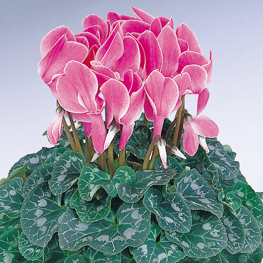 シクラメン F1　ハリオス 