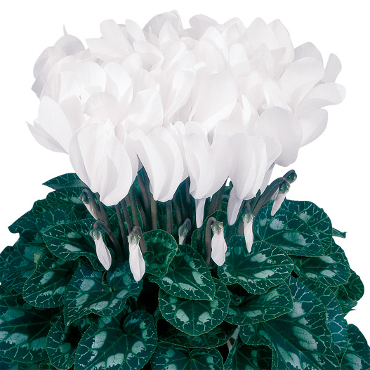 シクラメン F1　ハリオス 