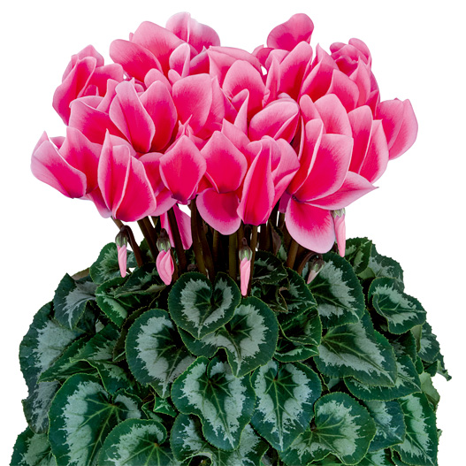 シクラメン F1　ハリオス 