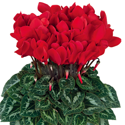 シクラメン F1　ハリオス 