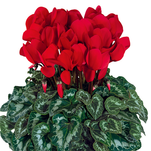 シクラメン F1　ハリオス 