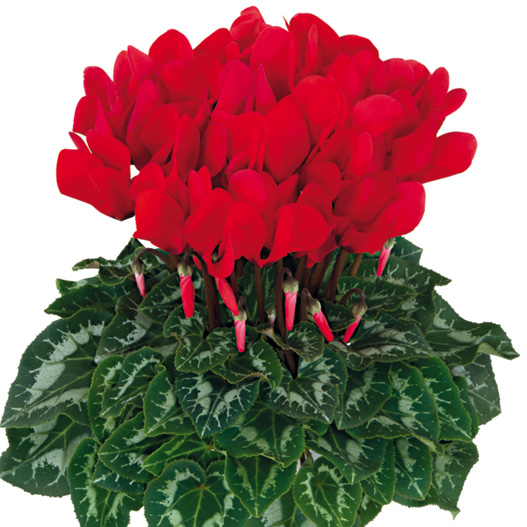 シクラメン F1　ハリオス 