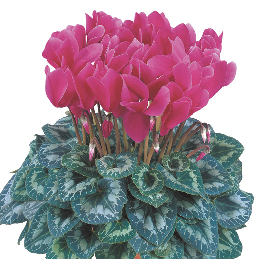 シクラメン F1　ハリオス 