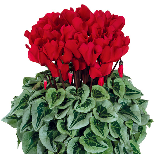 シクラメン F1　ハリオス 