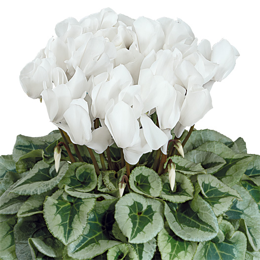 シクラメン F1　ハリオス 