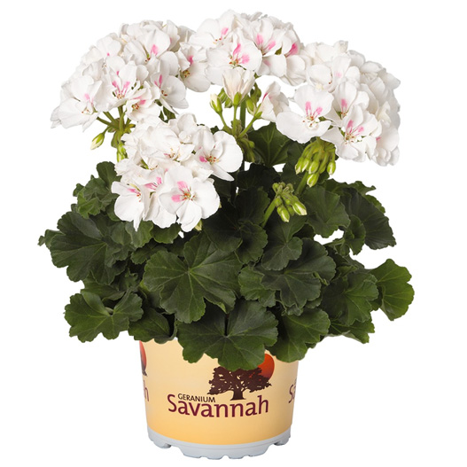 ゼラニウム　サバンナ シリーズ 