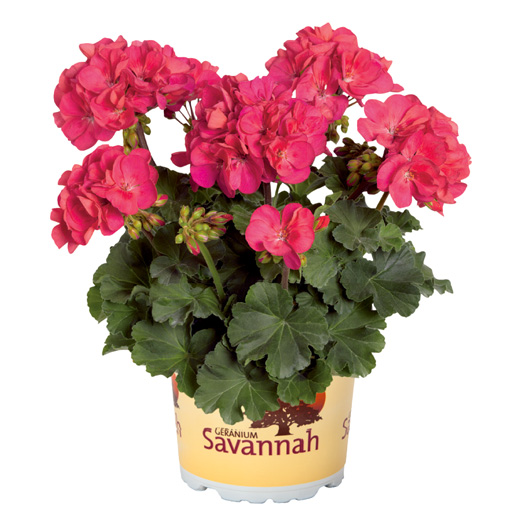 ゼラニウム　サバンナ シリーズ 