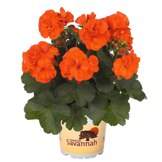 ゼラニウム　サバンナ シリーズ 