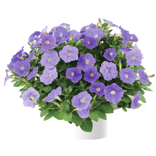 ペチュニア　レイ シリーズ 