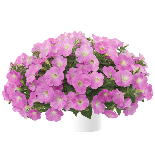 ペチュニア　レイ シリーズ 