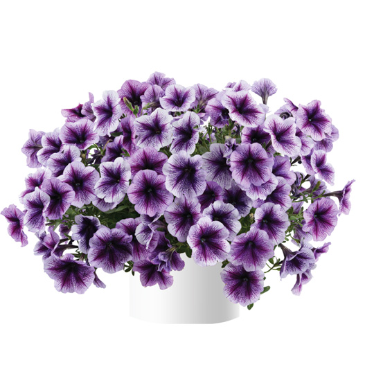 ペチュニア　レイ シリーズ 