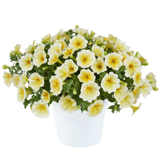 ペチュニア　レイ シリーズ 