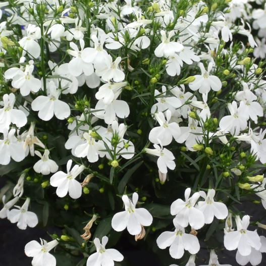 ロベリア　キュラソー 