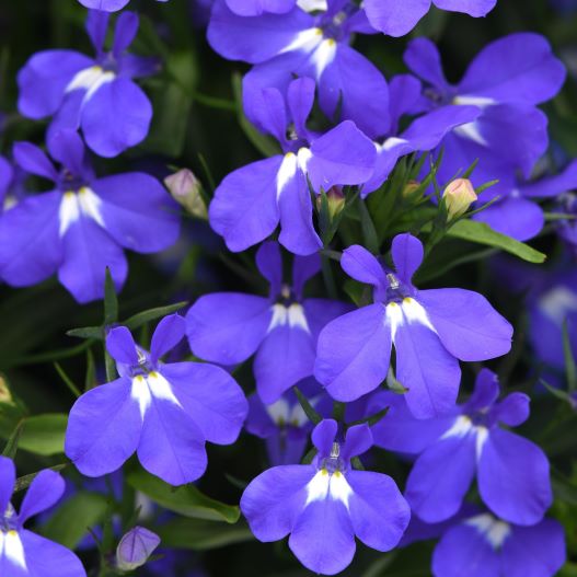 ロベリア　アーリースプリング 