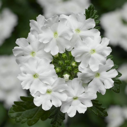 バーベナ　ラナイアップ 