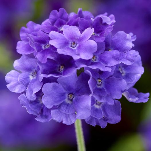 バーベナ　ラナイアップ 