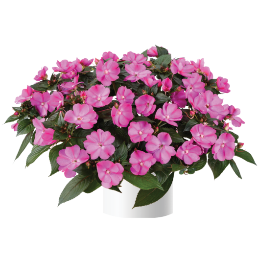 ニューギニアインパチェンス　ソルルナ 