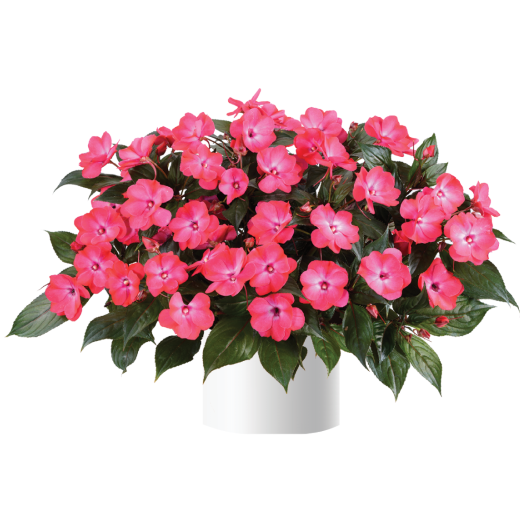 ニューギニアインパチェンス　ソルルナ 