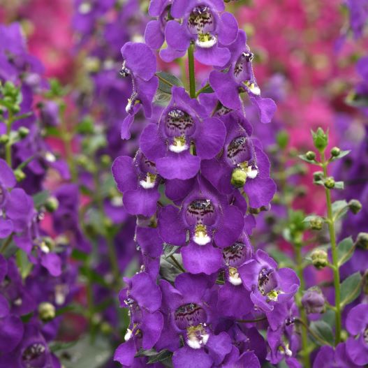 アンゲロニア　アークエンジェル 