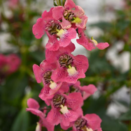 アンゲロニア　アークエンジェル 