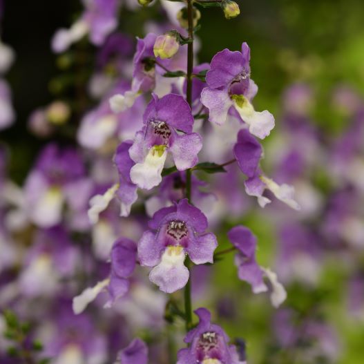 アンゲロニア　アークエンジェル 