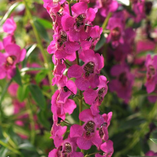 アンゲロニア　アークエンジェル 