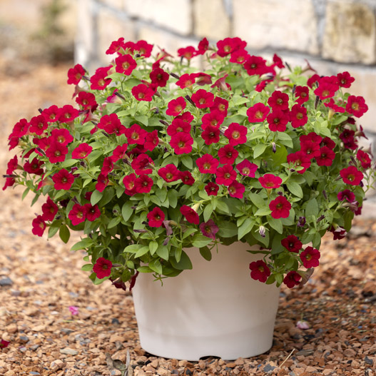 ペチュニア　YES! シリーズ 