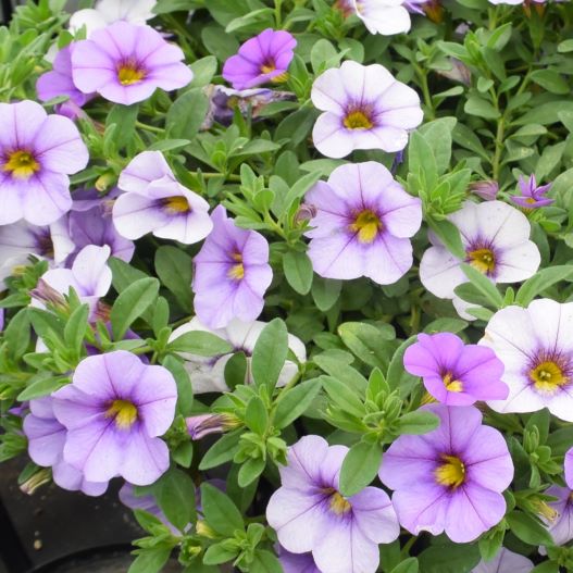 カリブラコア　オンブレ 