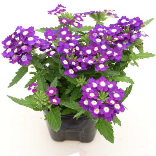 バーベナ　エンプレスフレア 