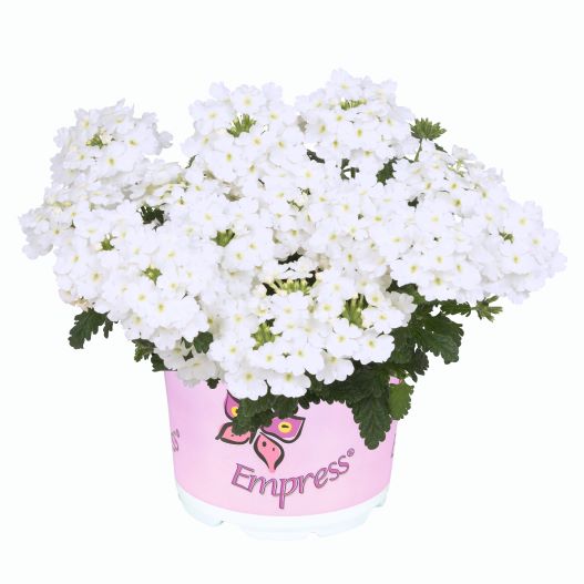 バーベナ　エンプレスフレア 