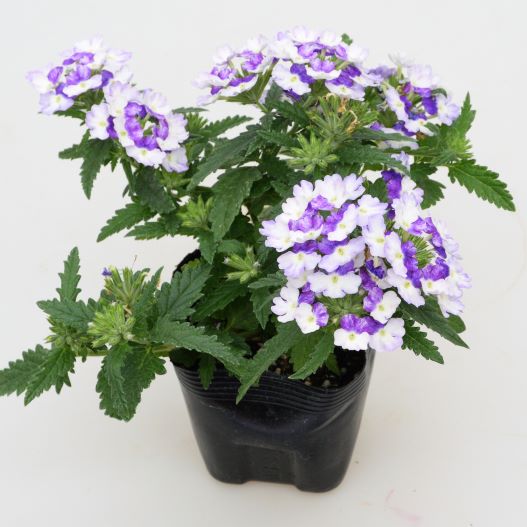 バーベナ　ウィキッド 