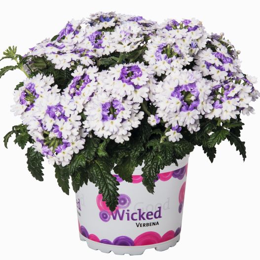 バーベナ　ウィキッド 