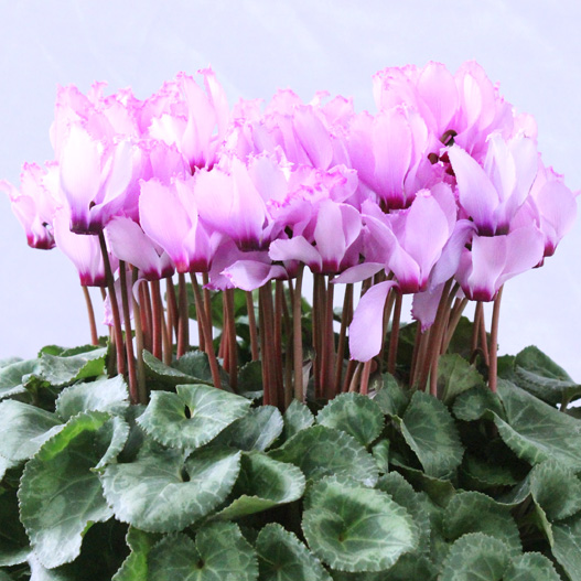 シクラメン　アロマティーナ 