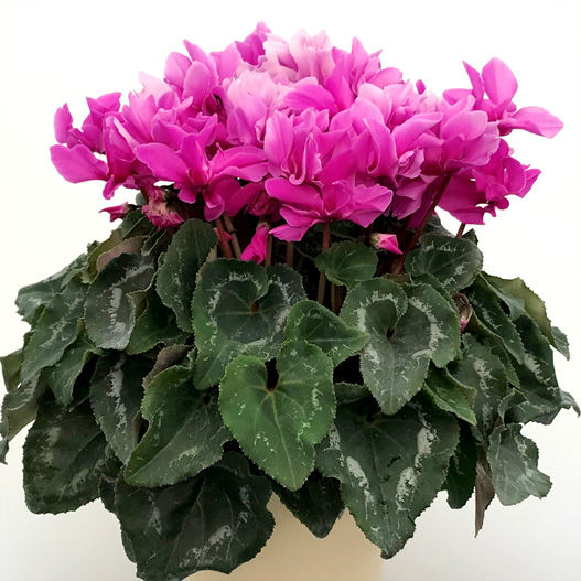 シクラメン　六花(りっか) 大輪系品種