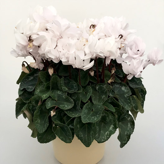 シクラメン　六花(りっか) 大輪系品種