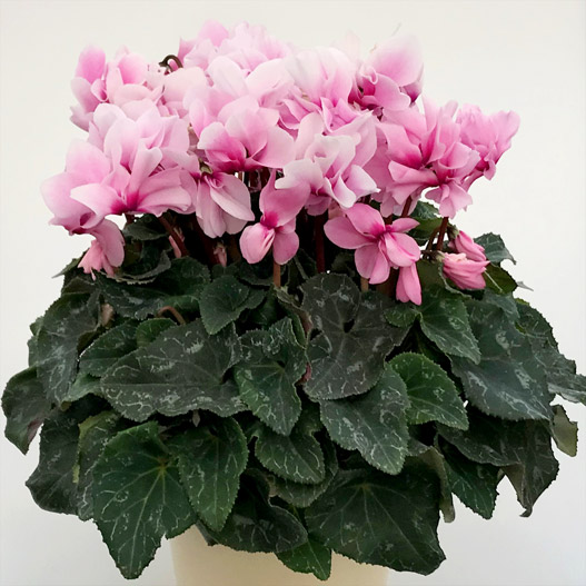 シクラメン　六花(りっか) 大輪系品種